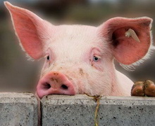 Свиней в Україні поменшало на 5,5%